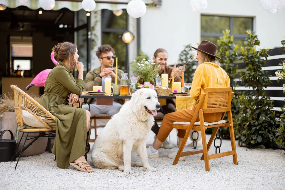 Discover 10 Amazing Pet-Friendly Spots & Parks in Your City: Make Your Next Adventure Unforgettable!